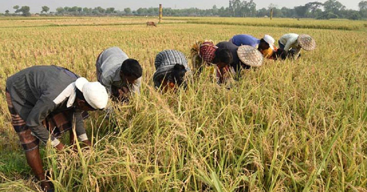 জৈব সার ‘হিউমি কিং' নিয়ে অপপ্রচারে কৃষকদের উদ্বেগ