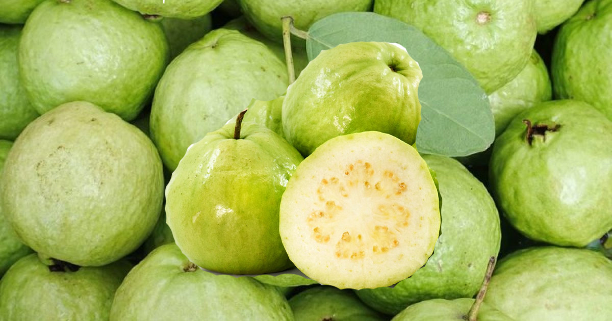 ভুলেও খোসাসহ পেয়ারা খাবেন না যারা
