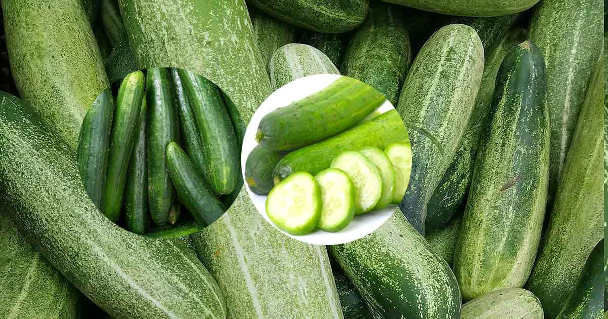 না জেনে শসা খাচ্ছেন? নীরবে হচ্ছে মারাত্মক ক্ষতি