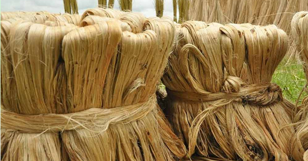 কাঁচা পাটে উৎসে কর প্রত্যাহারের দাবি ব্যবসায়ীদের