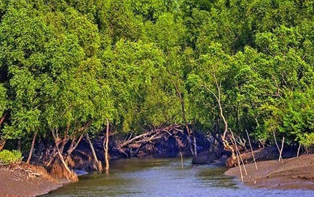 সুন্দরবনের চার বাহিনীর প্রধানসহ ৫২ জলদস্যুর আত্মসমর্পণ