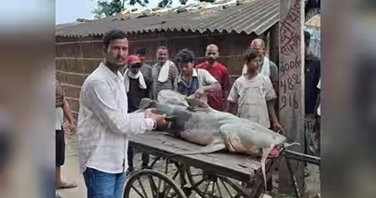 বন্যার পানিতে ভেসে আসা মাছ খাওয়া নিয়ে সতর্কতা জারি