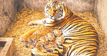 চার ব্যাঘ্র শাবকের আট মাস দেখা মিলবে চলতি মাসেই