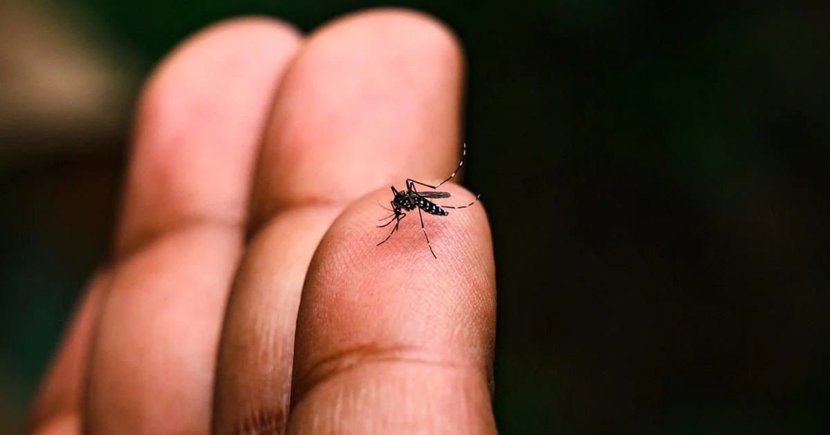 উদ্বেগ বাড়াচ্ছে ডেঙ্গু