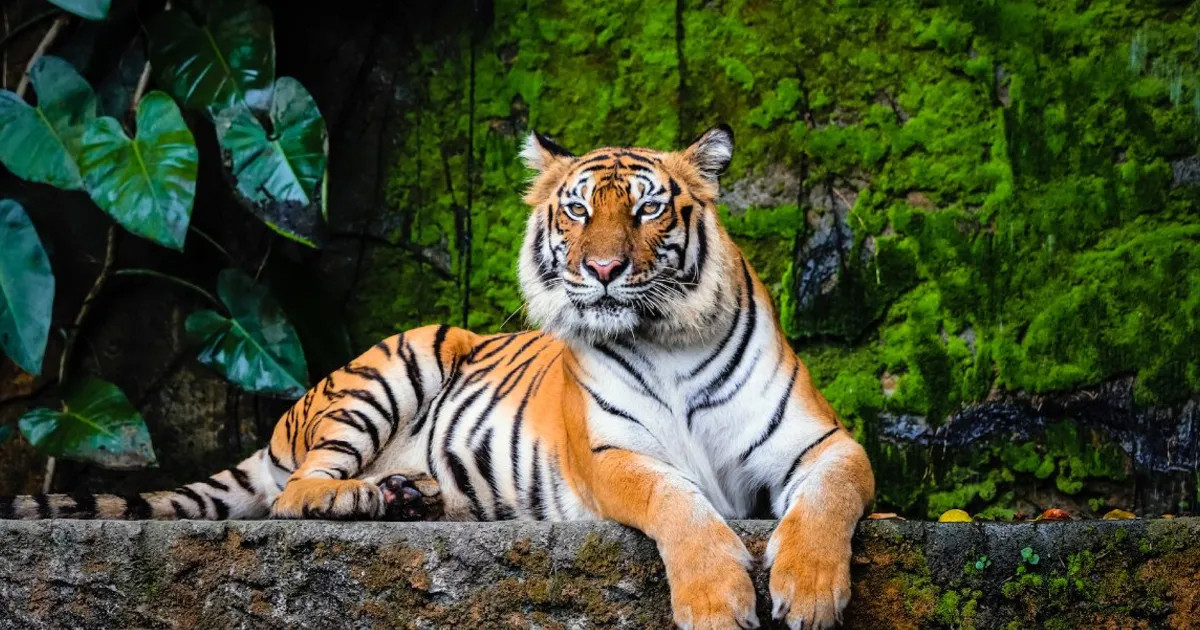 সুন্দরবনে হচ্ছে ফাইভ-স্টার ট্রি-হাউস রিসোর্ট, উড়োজাহাজে দেখা যাবে বাঘ