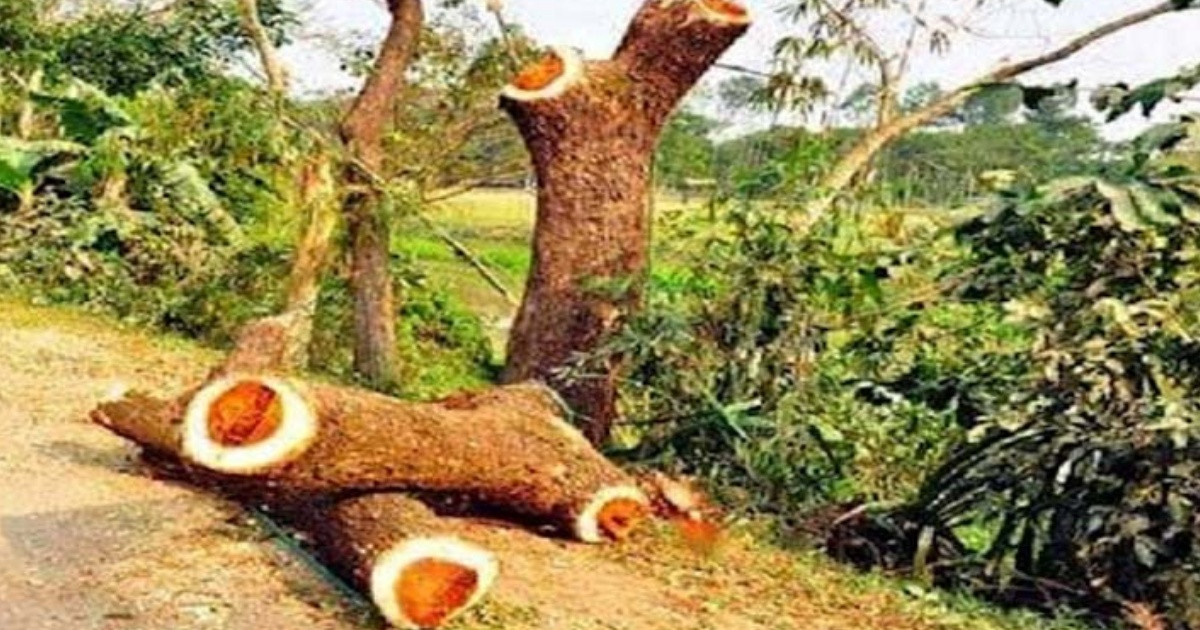 ব্যক্তি মালিকানার গাছ কাটতেও লাগবে অনুমোদন, অমান্য করলে মামলা