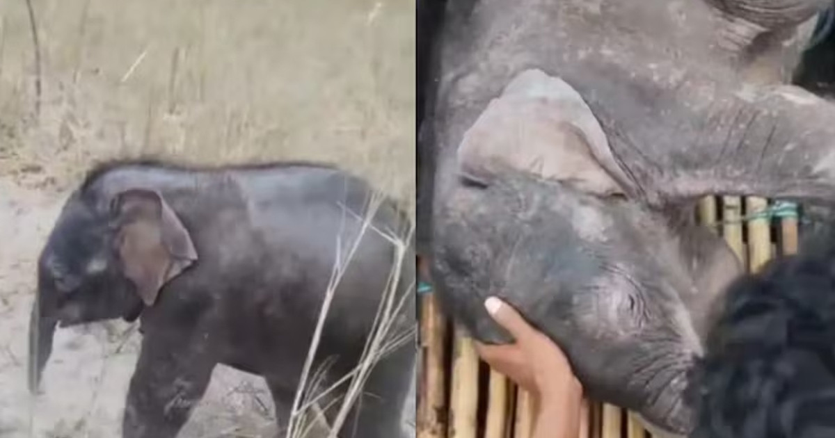 তিস্তার উত্তাল স্রোতে ভেসে যাওয়া হাতিশাবককে উদ্ধার করলেন দুই জেলে
