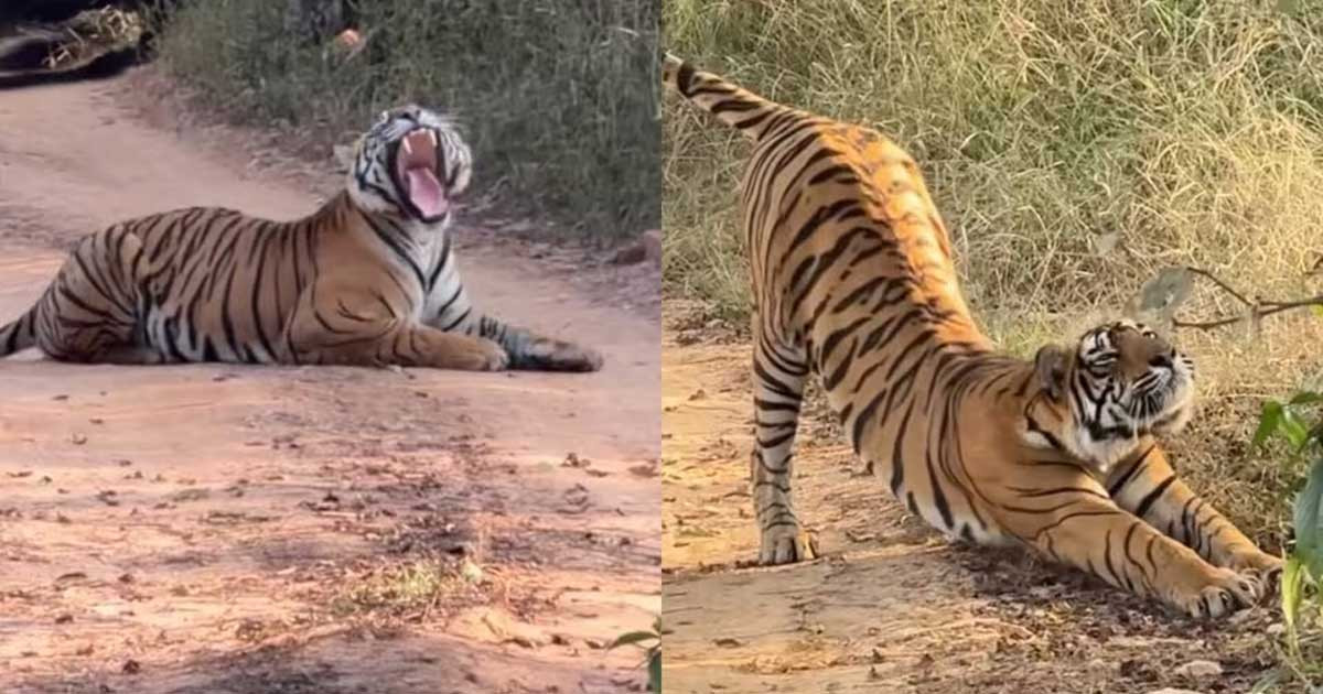 রাস্তায় ঘুমিয়ে গেল বাঘ, শুরু হলো ‘যানজট’