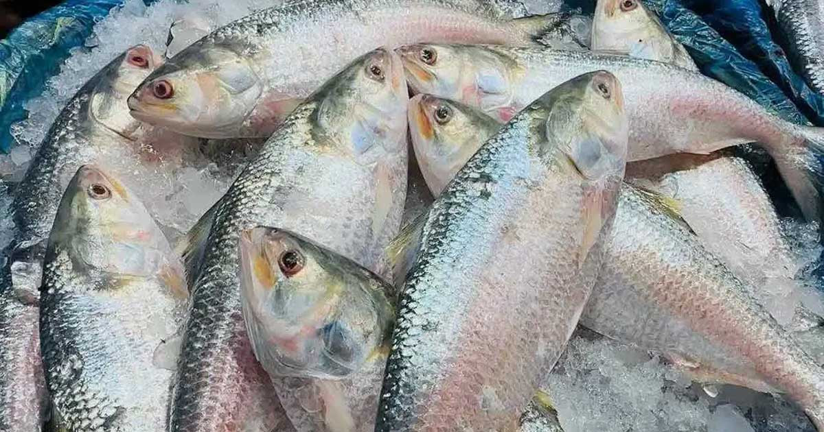 ঘুচছে ইলিশের ঘাটতি, দাম নামতে পারে অর্ধেকে