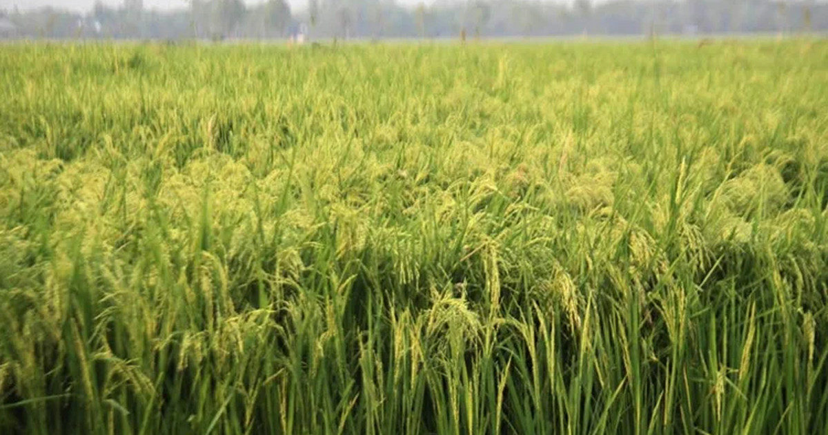 বৃষ্টিতে স্বস্তি, আমনের ভালো ফলনের আশায় কৃষক