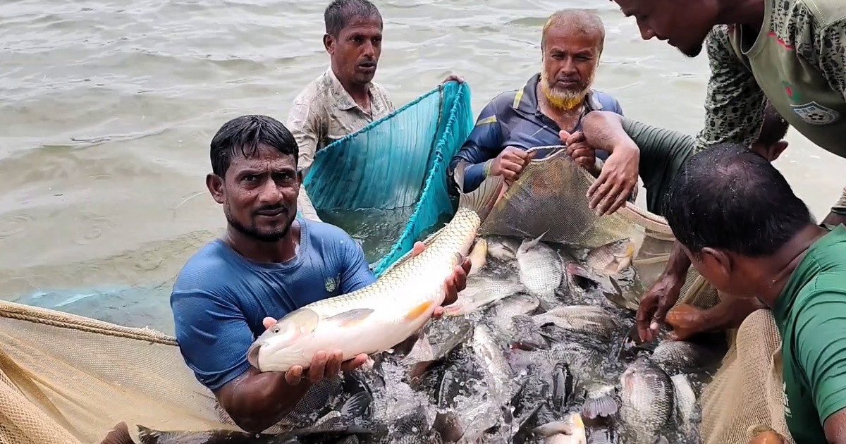 পুকুরে মাছ চাষে বদলাচ্ছে জীবন, তবু আটকে আছে ঠাকুরগাঁওয়ের সম্ভাবনা