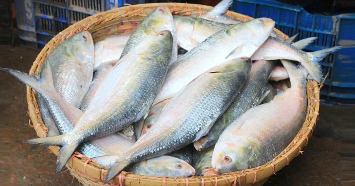৮ অক্টোবর থেকে ২২ দিন ইলিশ ধরা বন্ধ