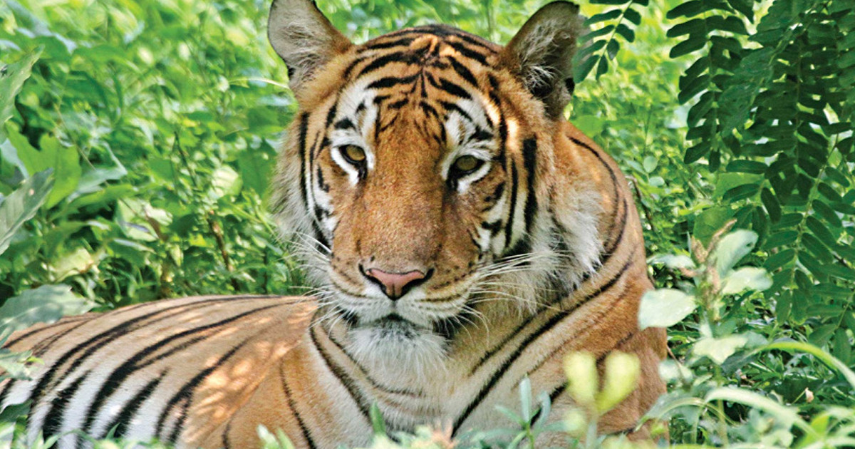 যে কৌশলে বন্যপ্রাণী রক্ষায় সাফল্য পেল ভারত