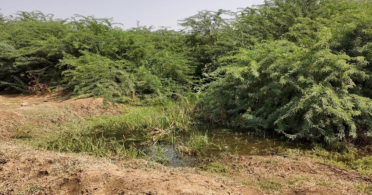 আরবের বুকে সবুজের ছোঁয়া