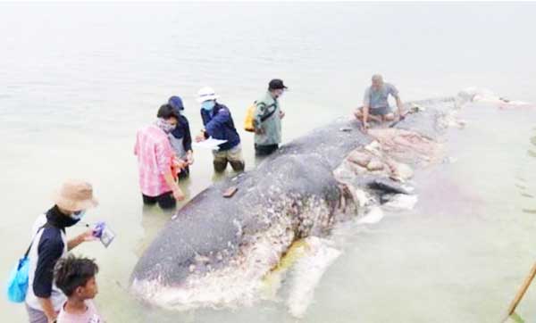 মরা তিমির পেট কেটে হতবাক পরিবেশবাদীরা