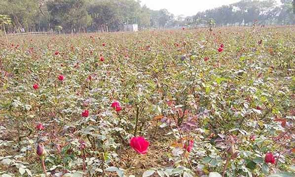 ঈদের ছুটিতে ঘুরে আসুন গোলাপ গ্রাম