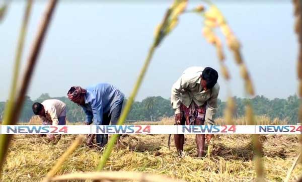 মাঠে সোনালী ধান, বাড়িতে নবান্নের উৎসব