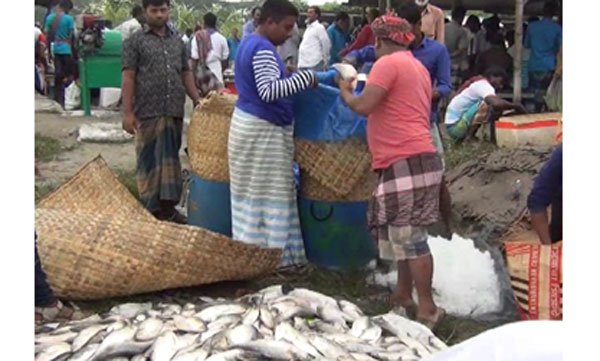 ইলিশে ভরপুর শরীয়তপুরের বাজার