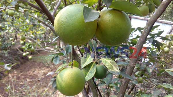 পিরোজপুরে মাল্টার হাসি
