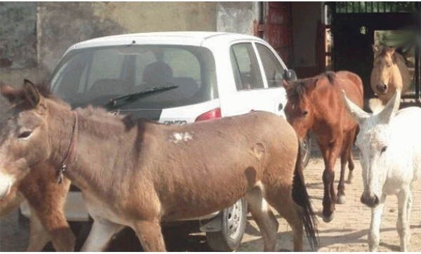 মূল্যবান গাছ খাওয়ায় জেল খাটল গাধা!