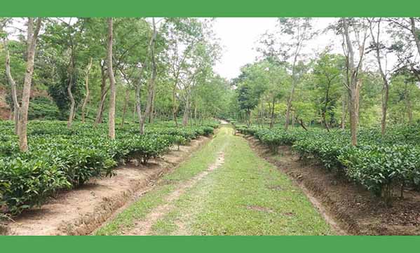 ঘুরে আসুন হাজারিখিল অভয়ারণ্য